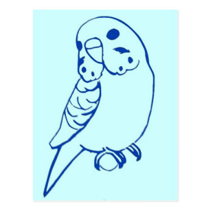 307x307 budgie drawing postcards zazzle - Budgie Drawing
