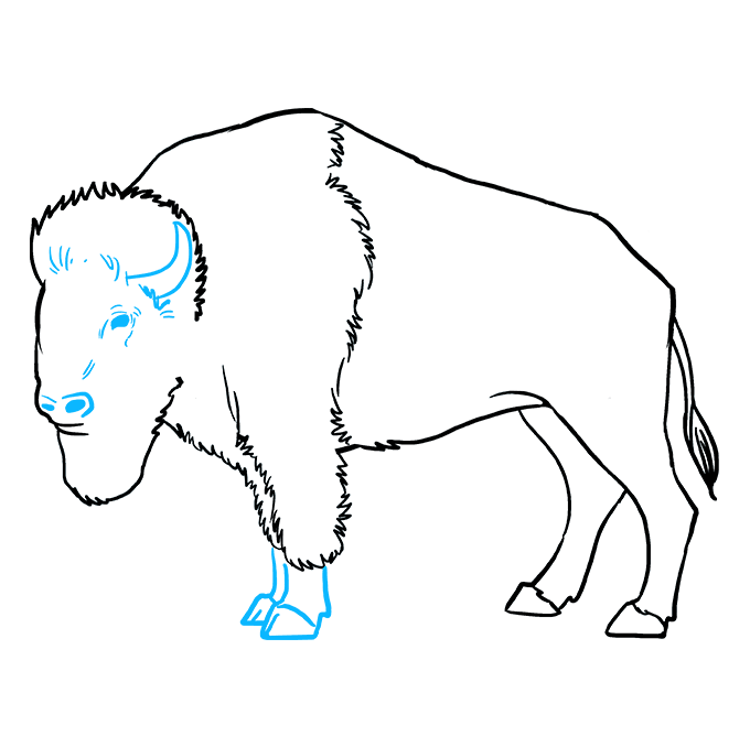 680x678 how to draw a buffalo - Buffalo Cartoon Drawing