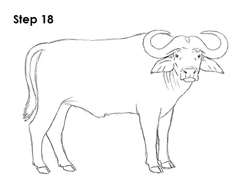 500x386 how to draw an african cape buffalo - Buffalo Cartoon Drawing