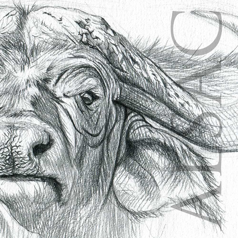 1000x1000 cape buffalo illustration drawing - Buffalo Drawing