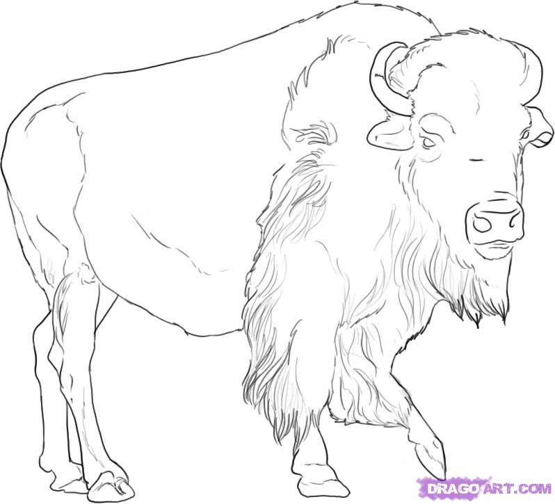 798x725 draw a buffalo, step - Buffalo Drawing