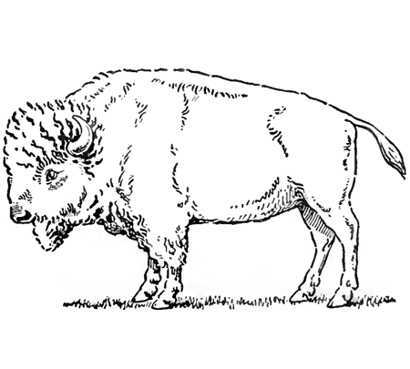 450x405 Drawing Buffalo - Buffalo Drawing