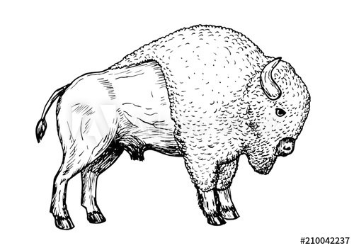 500x350 Drawing Of American Bison - Buffalo Drawing