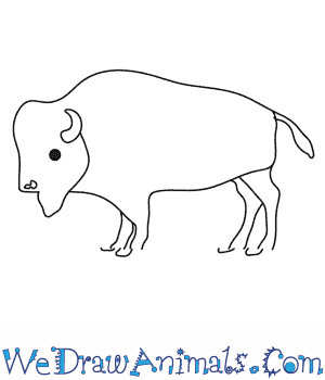 300x350 How To Draw A Buffalo - Buffalo Drawing