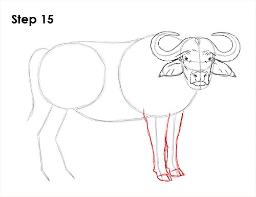 500x386 How To Draw An African Cape Buffalo - Buffalo Drawing