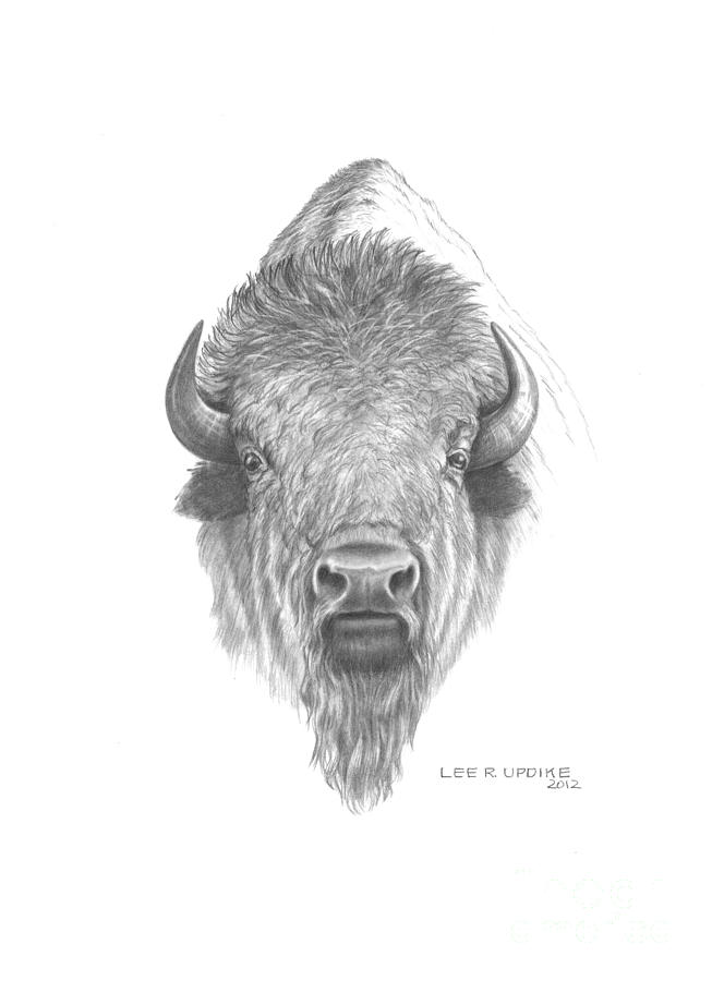 653x900 plains buffalo drawing - Buffalo Drawing