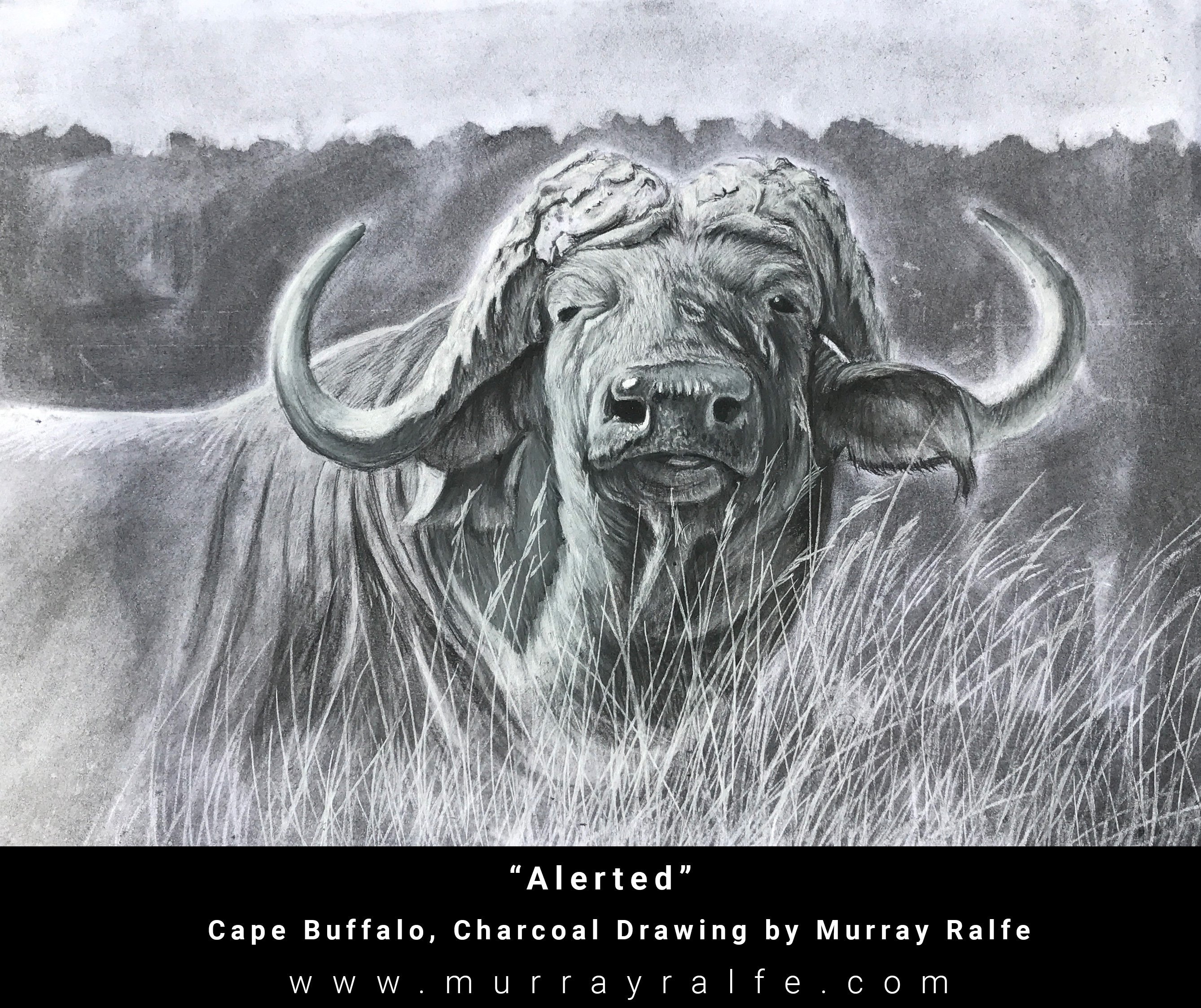 2676x2245 Cape Buffalo, Charcoal Drawing Murray Ralfe Art - Buffalo Drawing