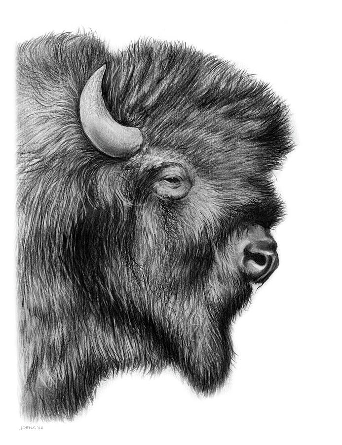 693x900 American Bison Drawing - Buffalo Drawing