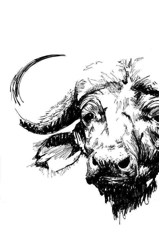 627x900 asian buffalo drawing - Buffalo Drawing