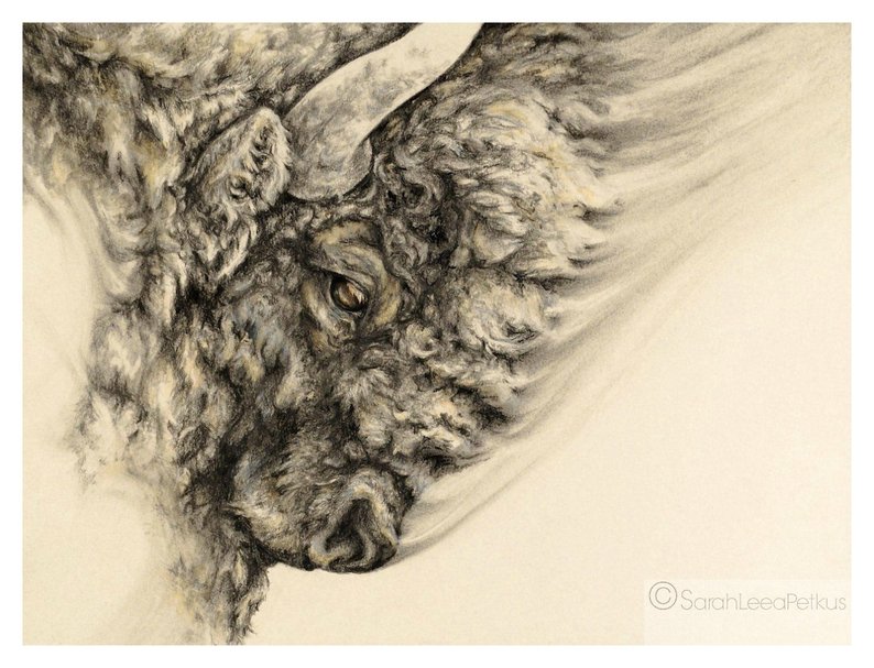 794x607 bison art print buffalo drawing etsy - Buffalo Drawing