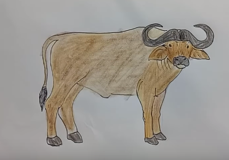 457x320 How To Draw A Buffalo Step - Buffalo Drawing For Kids