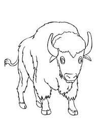 189x267 image result for isolated buffalo head ways buffalo animal - Buffalo Drawing For Kids
