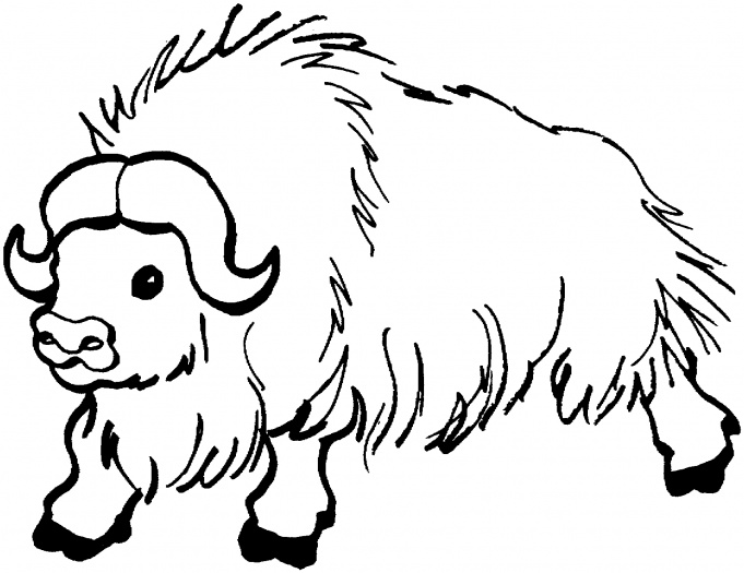 681x525 Buffalo Drawing Kid For Free Download - Buffalo Drawing For Kids