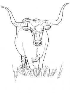 236x315 how to draw a buffalo ideas for the kids buffalo art, buffalo - Buffalo Drawing For Kids