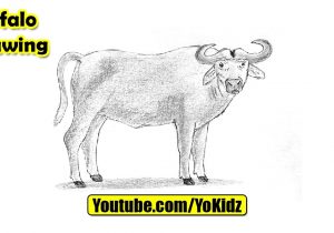 300x210 buffalo drawing for kids and how to draw a buffalo for kids - Buffalo Drawing For Kids