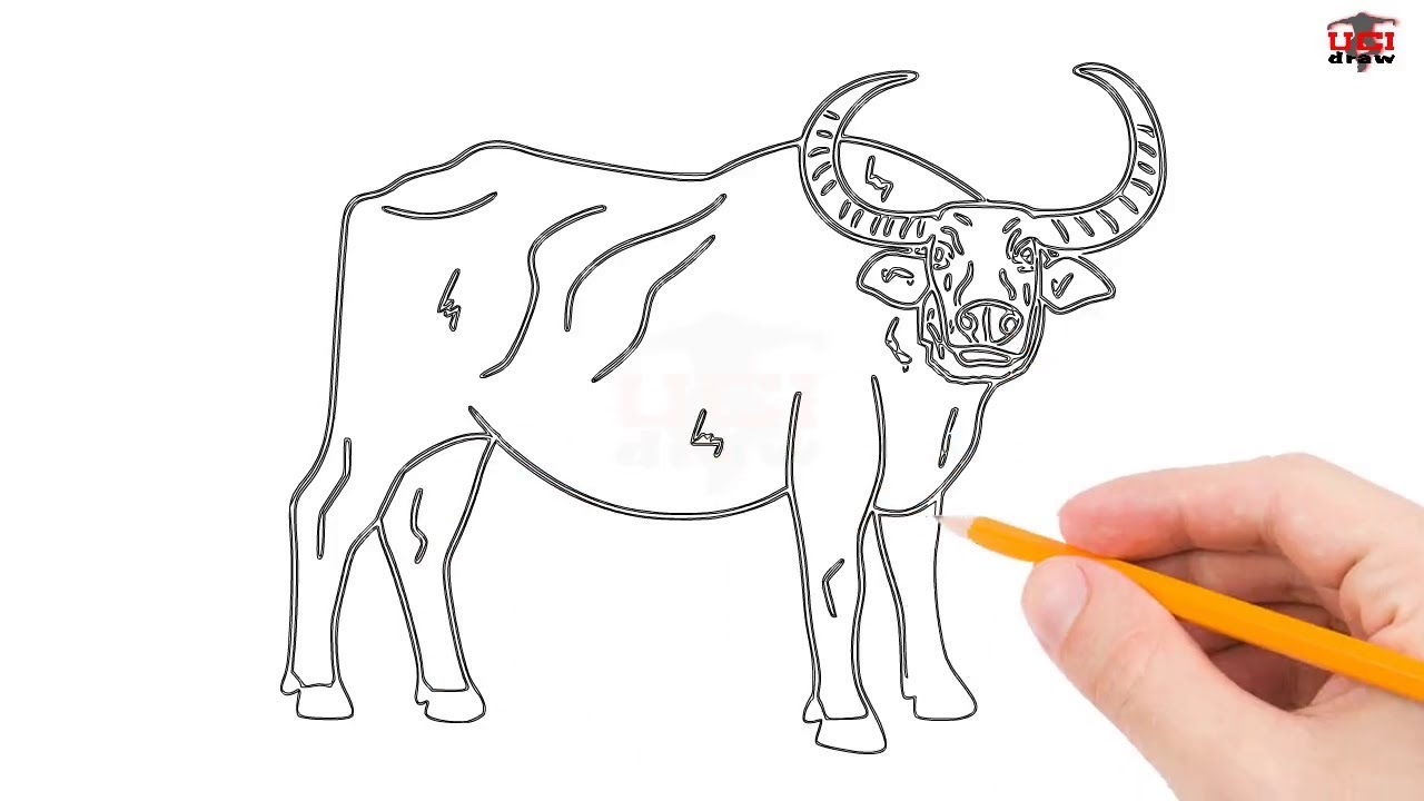 1280x720 How To Draw A Buffalo Step - Buffalo Drawing Images