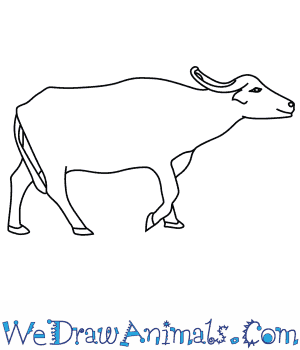 300x350 How To Draw An Asian Water Buffalo - Buffalo Drawing Images