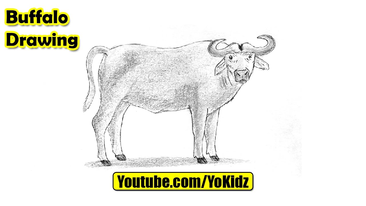 1280x720 How To Draw A Buffalo For Kids - Buffalo Drawing Images