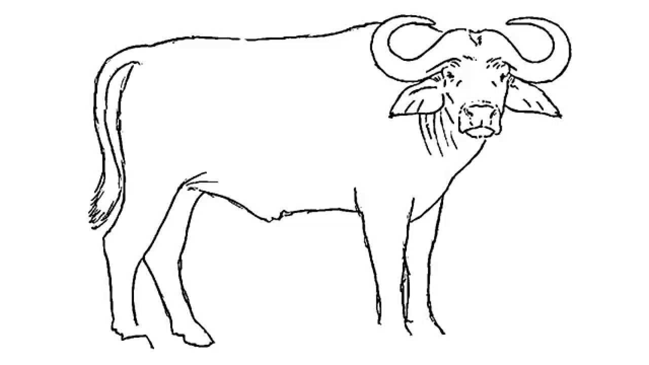 1280x720 How To Draw An African Cape Buffalo - Buffalo Drawing Images