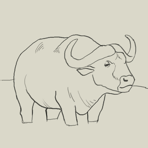 500x500 How To Draw Water Buffalo - Buffalo Drawing Images