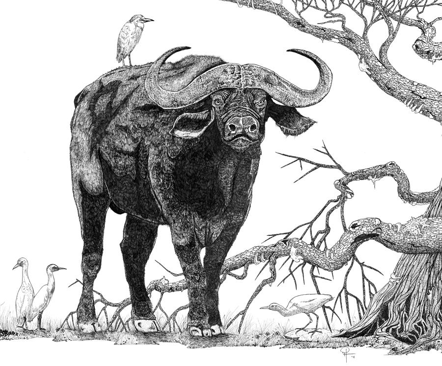 900x745 King Of The Cape Buffalo Drawing - Buffalo Drawing Images