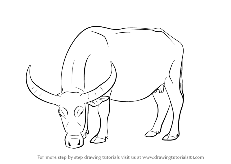 800x566 Learn How To Draw A Buffalo - Buffalo Drawing Images