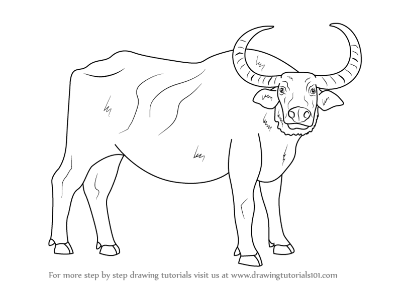800x566 Learn How To Draw A Water Buffalo - Buffalo Drawing Images