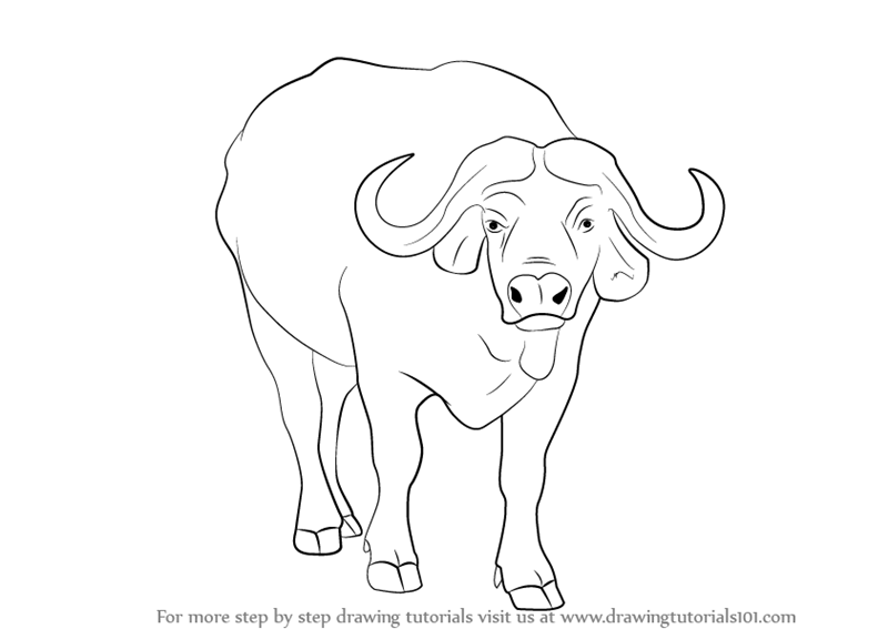 800x567 Learn How To Draw An African Buffalo - Buffalo Drawing Images