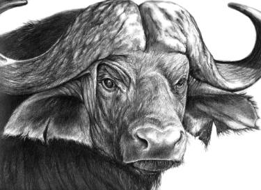 375x273 African Buffalo Drawing - Buffalo Drawing Images