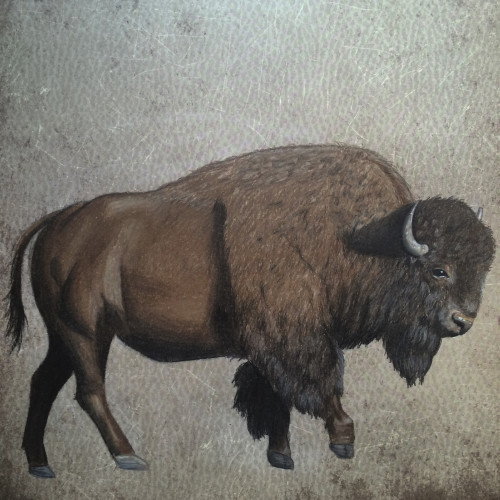 500x500 American Bison Buffalo Colored Pencil Drawing Print - Buffalo Drawing Images