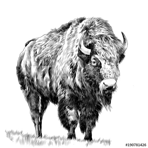 Buffalo Drawing Images at PaintingValley.com | Explore collection of ...