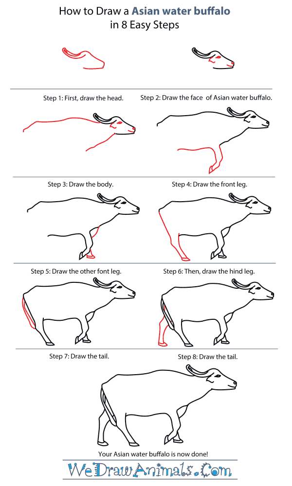 600x1000 How To Draw An Asian Water Buffalo - Buffalo Drawing Step By Step