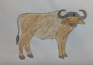 300x210 How To Draw A Buffalo Step - Buffalo Drawing Step By Step
