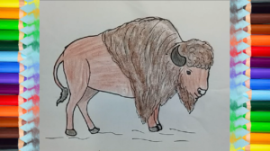 300x168 How To Draw A Buffalo - Buffalo Drawing Step By Step