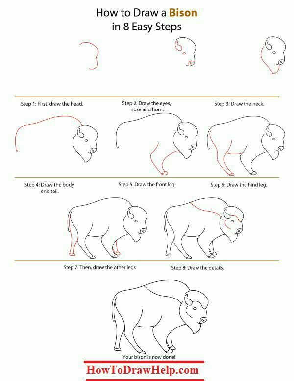 600x776 How To Draw Buffalo's And Bison - Buffalo Drawing Step By Step