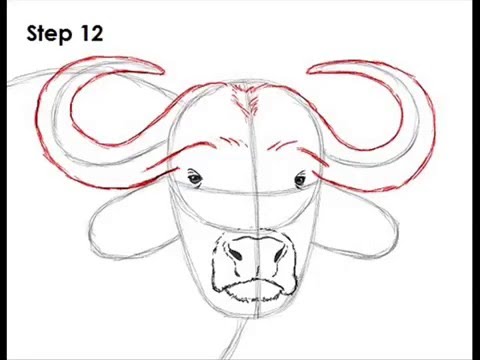 480x360 How To Draw African Cape Buffalo Step - Buffalo Drawing Step By Step