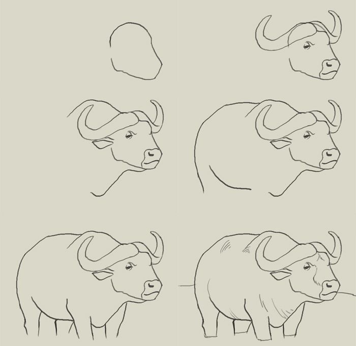 700x680 How To Draw Water Buffalo Drawing Drawings, Water Drawing - Buffalo Drawing Step By Step