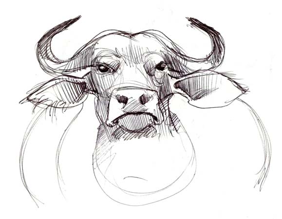 Buffalo Face Drawing at PaintingValley.com | Explore collection of