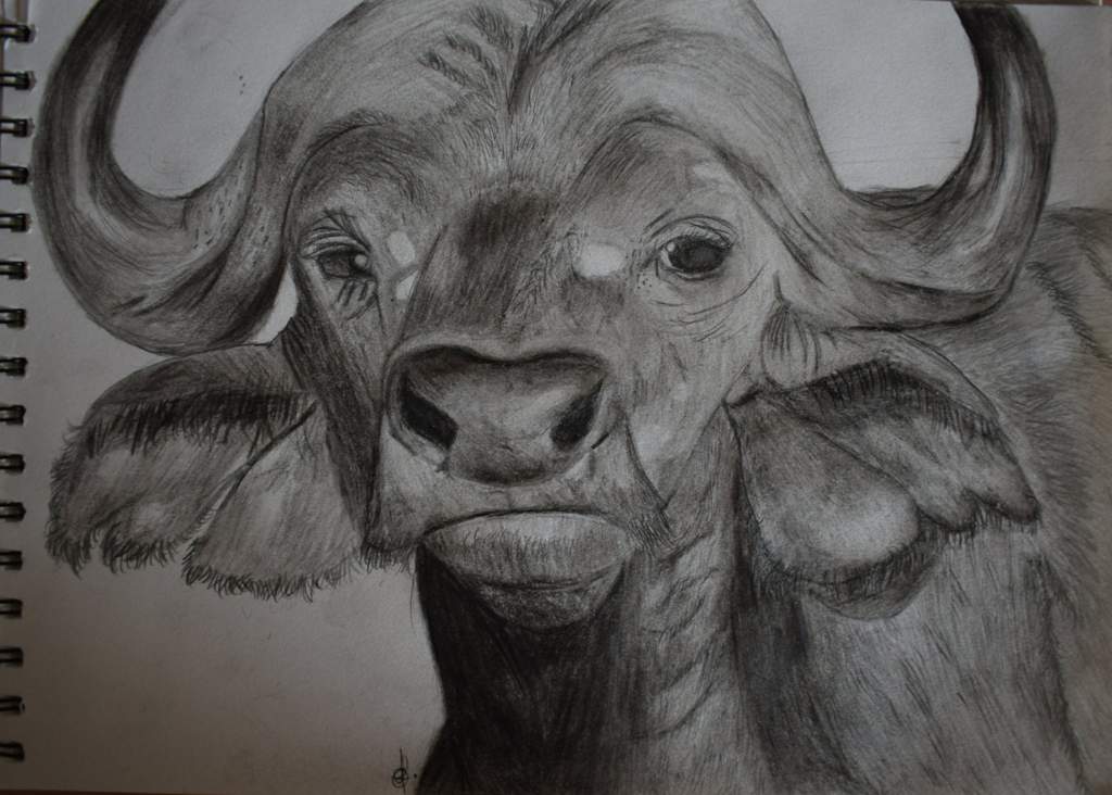 1024x732 Cape Buffalo Drawing Wild Animals! Amino - Buffalo Face Drawing
