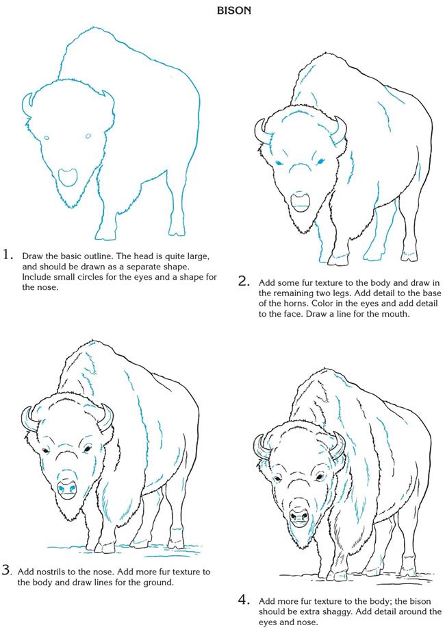 650x922 Creative Haven How To Draw Wild Animals Of North America - Buffalo Face Drawing