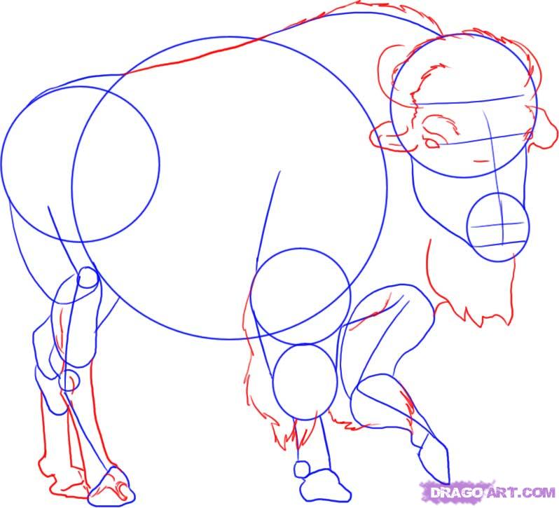798x725 How To Draw A Buffalo, Step - Buffalo Face Drawing
