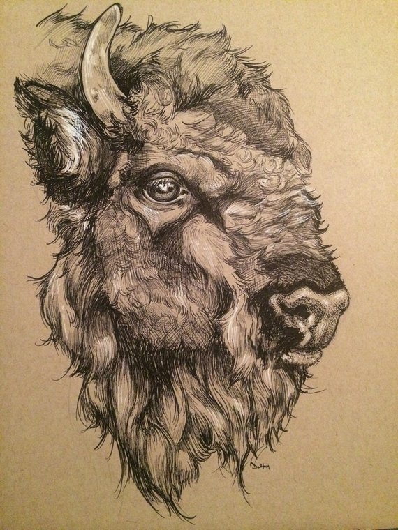 570x760 Items Similar To Pen And Ink Drawing Of A Buffalo Face On Etsy - Buffalo Face Drawing