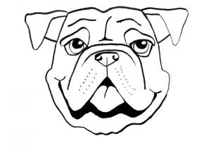 300x210 Head Bull Face Drawing Realistic Buffalo Face Bisonbull Graphic - Buffalo Face Drawing