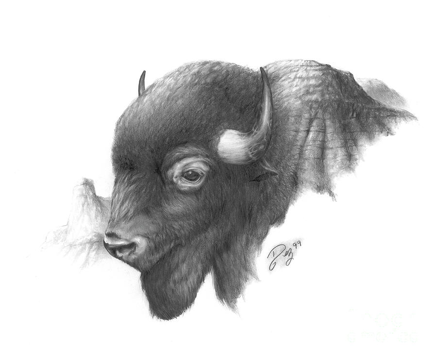 Buffalo Drawing - Buffalo Head Drawing. 