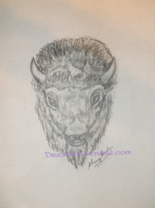 224x300 Buffalo Head Drawings - Buffalo Head Drawing