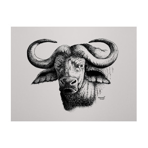 300x300 Buffalo Head Painting - Buffalo Head Drawing