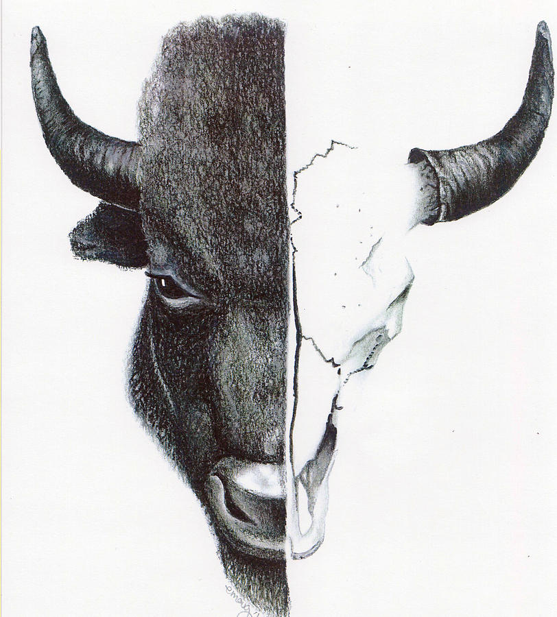 812x900 Buffalo Skull Drawing - Buffalo Head Drawing