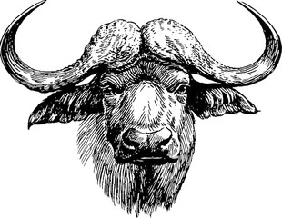 310x240 Buffalo Photos, Royalty Free Images, Graphics, Vectors Videos - Buffalo Head Drawing