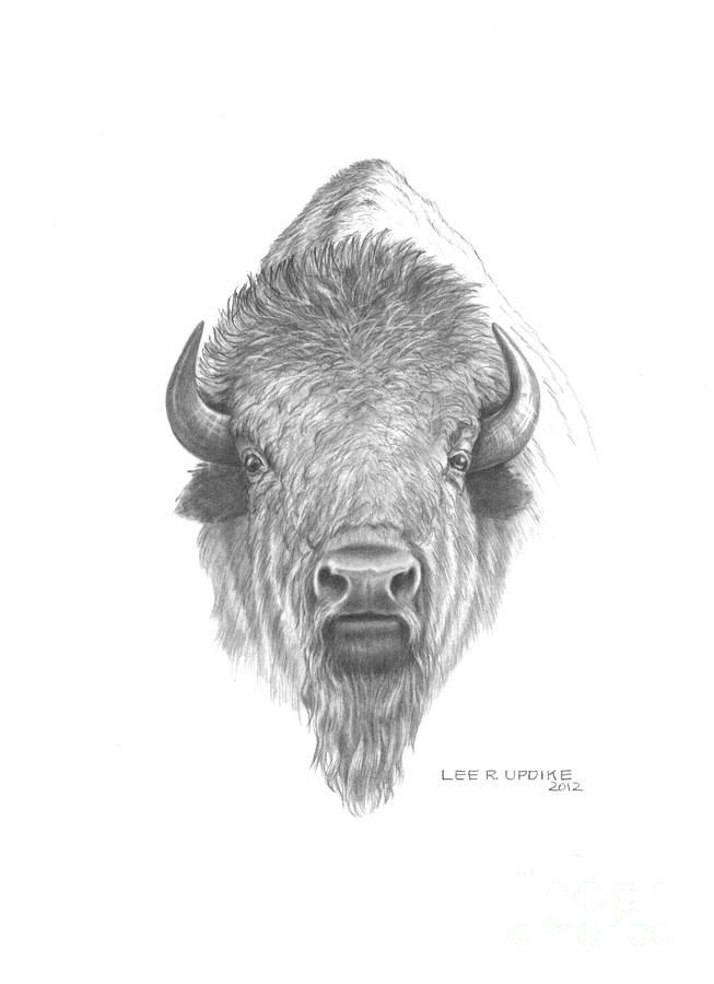 653x900 Buffalos Are Just As Amazing In Drawings As They Are - Buffalo Head Drawing
