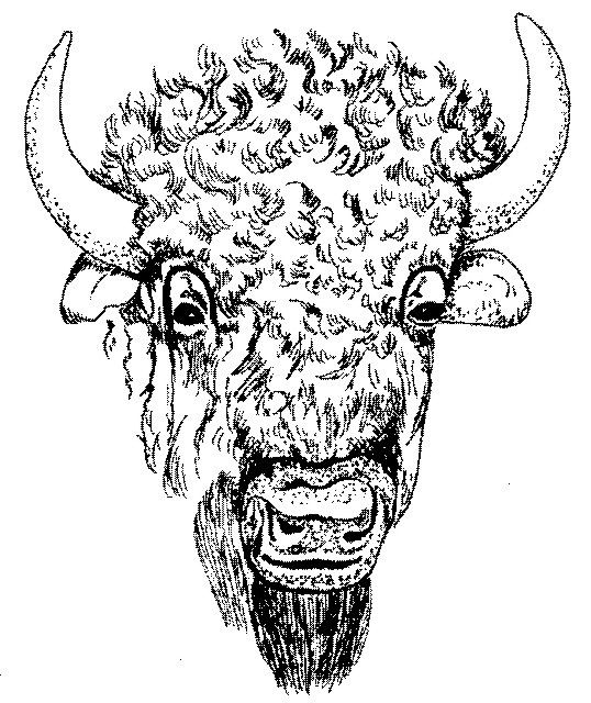 Gallery For Gt Buffalo Head Drawing Just Patterns - Buffalo Head Drawing. 